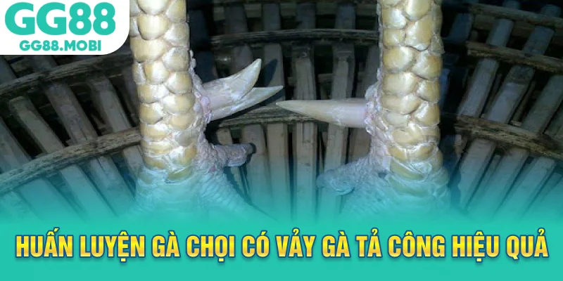 Huấn luyện gà chọi có vảy gà tả công hiệu quả